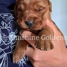 Rose - Dark golden female Golden Retriever puppy in Brookston, Indiana from Sunshine Goldens