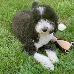 Piper - Sheepadoodle