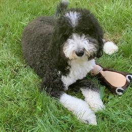 Piper - Sheepadoodle