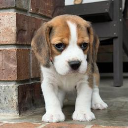 Darrel - Black tan and white male Beagle puppy in Mansfield, Missouri from Rippee Creek Kennel