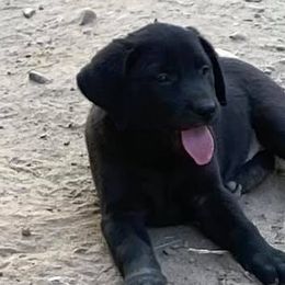 German Shepherds and Labrador Retrievers from Hausmekon