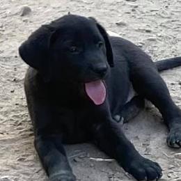 German Shepherds and Labrador Retrievers from Hausmekon