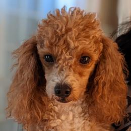 O'Riley - Cavalier King Charles Spaniel