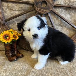 One BLUE Eye - Black tri male Miniature American Shepherd puppy in Cowlitz County, Washington from Pleasant Woods Miniature American Shepherds