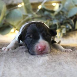 Shadow - Sable male Bordoodle puppy in Ashland, Ohio from Cherry Blossom Doodles