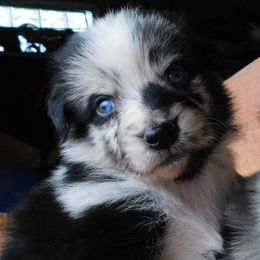 Australian Shepherd Puppies from Wagon Wheel Aussies