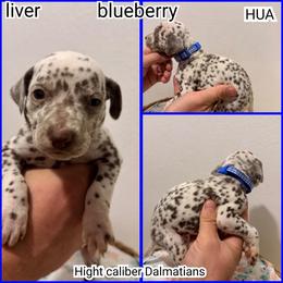 Blueberry - White and liver brown male Dalmatian puppy in Pocatello, Idaho from High Caliber Dalmatians