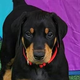 Boy 4 - Black and rust Doberman Pinscher puppy in Connecticut from Amity Doberman Pinschers