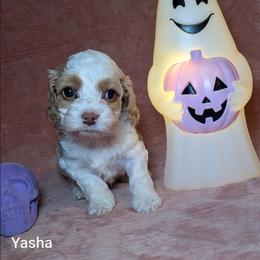 Yasha - Red and white female Cockapoo puppy in Sunset, Louisiana from Cano Cockapoos