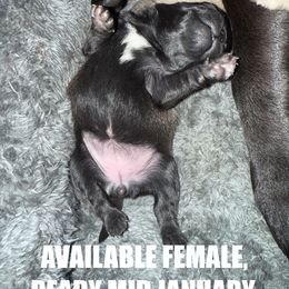 BLACK FEMALE - Black female Pug puppy in Saugus, Massachusetts from Pug Puppies of Boston