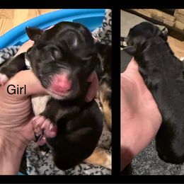 Miniature Australian Shepherd Puppies from South Branch Mini Aussies