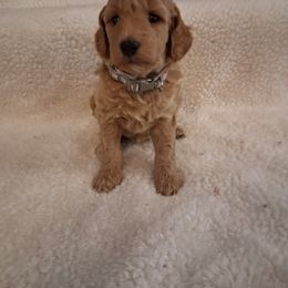 Grey collar boy - Apricot male Poodle puppy in Hogansville, Georgia from Grace Colt Farms