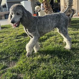 Dakota - Poodle