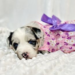 Miniature Australian Shepherd Puppies from Southern Charmers