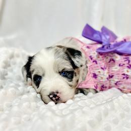 Miniature Australian Shepherd Puppies from Southern Charmers