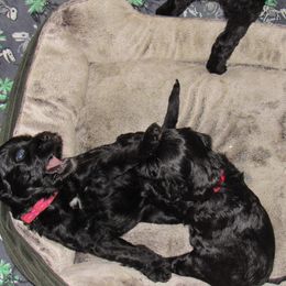 Portuguese Water Dog Puppies from Topsail PWDs