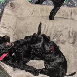 Portuguese Water Dog Puppies from Topsail PWDs