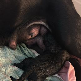 Cane Corso Puppies from Bellissima Cala Cane Corso