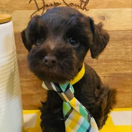 Liver Boy - Liver male Miniature Schnauzer puppy in Malvern, Arkansas from Deep South Miniature Schnauzers