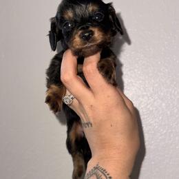 Michael - Black and tan male Dachshund puppy in Midland, Texas from The Barefield Doxies