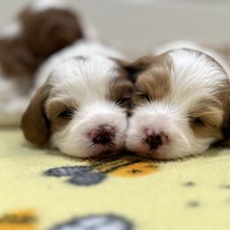 Bernedoodle and Cavapoo Puppies from Apricot Roots Doodles