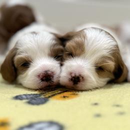 Bernedoodle and Cavapoo Puppies from Apricot Roots Doodles