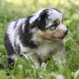 Australian Shepherd Puppies from Starbound Aussies