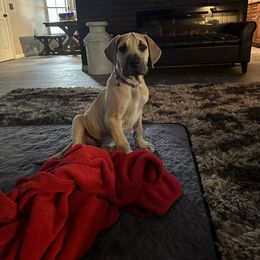 Great Dane Puppies from Florida Danes