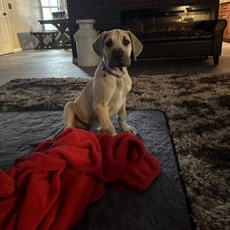 Great Dane Puppies from Florida Danes