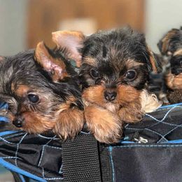 French Bulldogs and Yorkshire Terriers from Twinkle Paws Frenchies and Yorkies