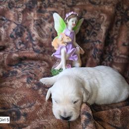 Willow Girl 5 - Light golden female Golden Retriever puppy in Niles, Michigan from Composer Goldens