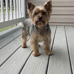 Cody - Yorkshire Terrier