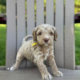 Yellow Collar Boy - Caramel cream male Australian Labradoodle puppy in Hagerstown, Maryland from Westfields Labradoodles