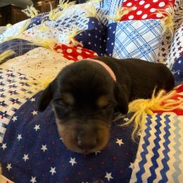 Allium- light pink collar - Black and tan female Dachshund puppy in Delta, Utah from Dix n’ Dot Dachshunds