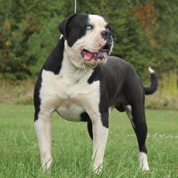 Leo - Alapaha Blue Blood Bulldog