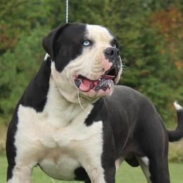 Leo - Alapaha Blue Blood Bulldog