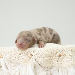 AKC-Max - Dapple male Dachshund puppy in Knox City, Missouri from Brittney's Dachshunds