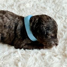 Light blue collar - Chocolate merle male Bernedoodle puppy in Fort Wayne, Indiana from Crimson Curl Doodles