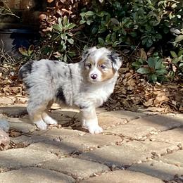 Australian Shepherd, Miniature Australian Shepherd, and Toy Australian Shepherd Puppies from Hunt Farms Mini Aussies