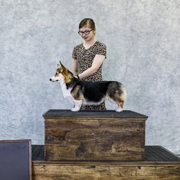 Molly - Pembroke Welsh Corgi