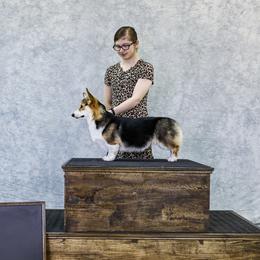 Molly - Pembroke Welsh Corgi