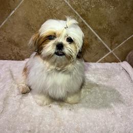 Toby - Gold and white male Shih Tzu puppy in Eastvale, California from Gigi’s Shih tzu
