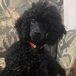 Puppy named Ringo - Black male Poodle puppy in Huntsville, Alabama from Heart Song Standard Poodles