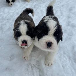 Saint Bernard Puppies from Northwoods Saint Bernards