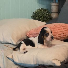 AKC European basset hound boy red collar Black tri - Black tan and white male Basset Hound puppy in Flint, Michigan from Vehicle City's Great Danes, Bulldogs, and Cocker Spaniels