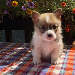 Reba - Sable female Pembroke Welsh Corgi puppy in Battle Ground, Washington from Westbrooke Kennels