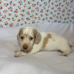 Faith - Piebald female Dachshund puppy in Mountain Grove, Missouri from Happy Hounds