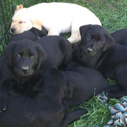 Labrador Retrievers from Gifford Ranch Labradors