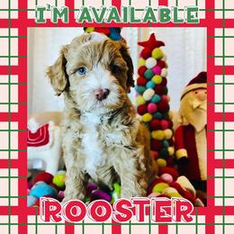 Boy 3 - Apricot Australian Labradoodle puppy in Oklahoma from The Kindred Doodle Co.
