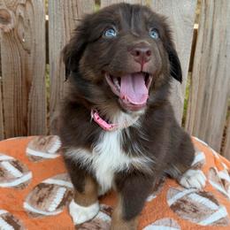 Ginger - Red tri-color female Australian Shepherd puppy in Harrah, Oklahoma from Kamm's Aussies